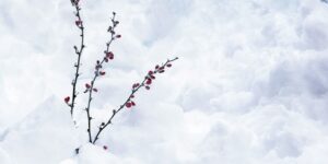 flor en mitad de la nieve